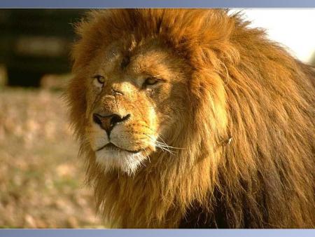 LE ROI LA JUNGLE C LUI